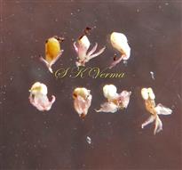  Female or Gall Flowers (Upper row) and Male flowers (Lower row)